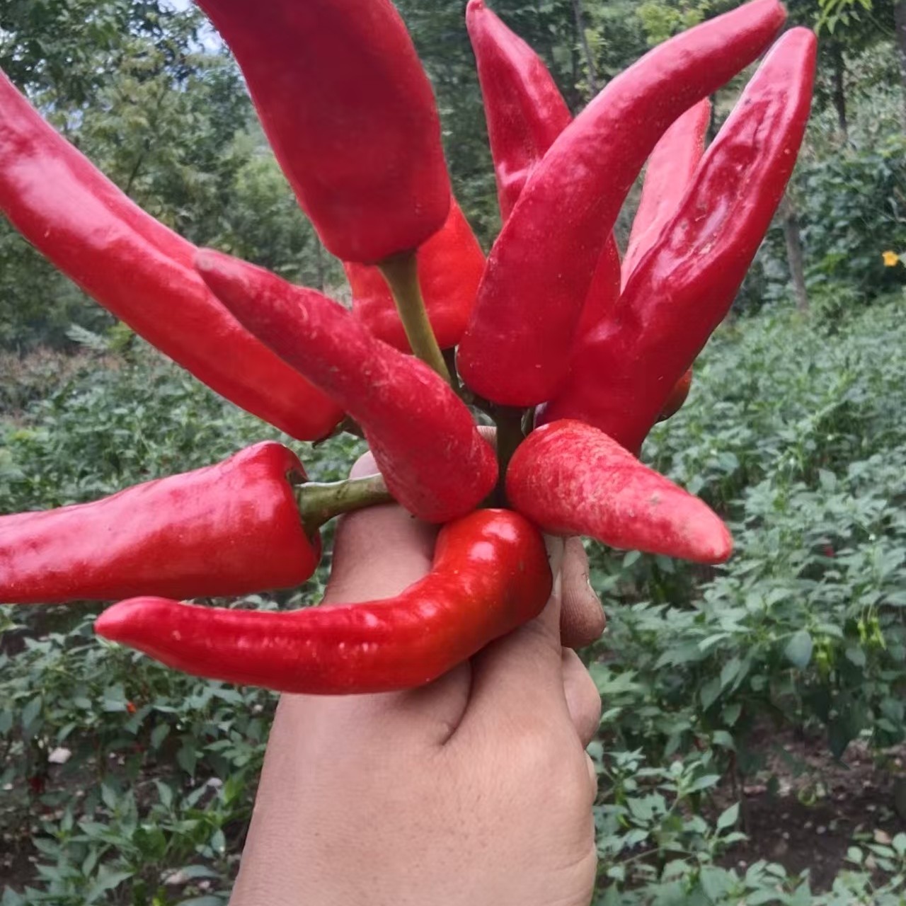 新鲜现摘大关本地辣椒可炒菜做辣椒酱露天种植美味十足