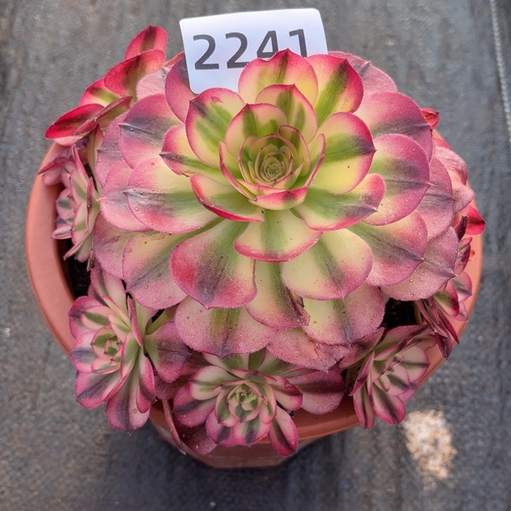 荔枝特价多肉发货