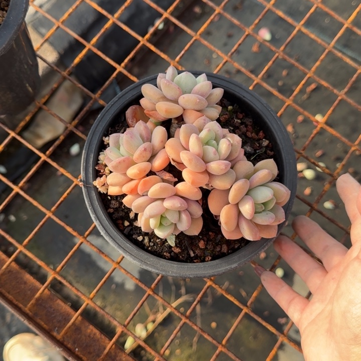 白鹭多肉植物绿植