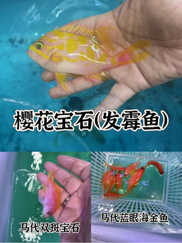 海金鱼合集樱花宝石马代蓝眼金鱼双斑15包装运费到付南京发货