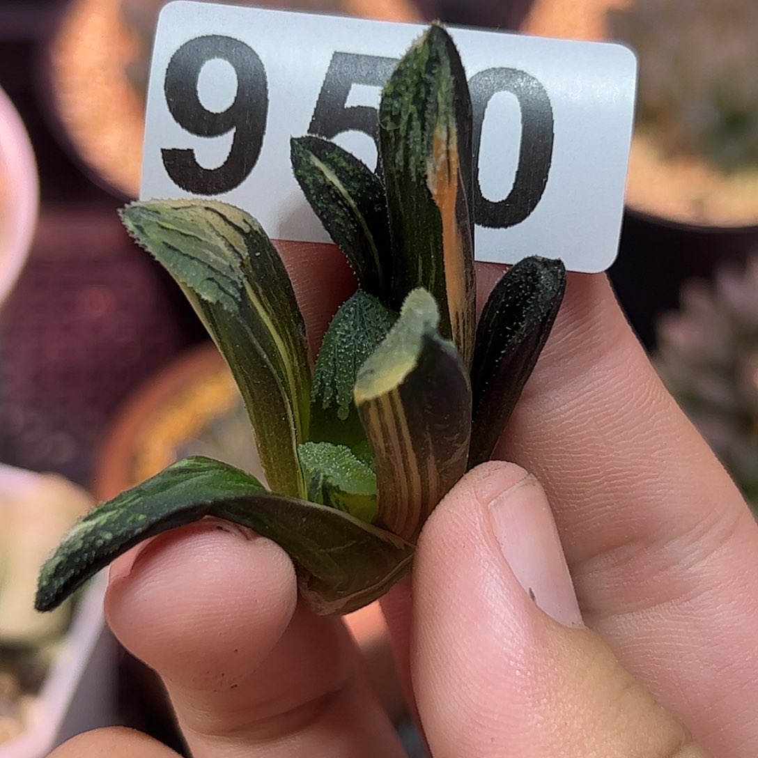 摩多杂克十二卷多肉锦950