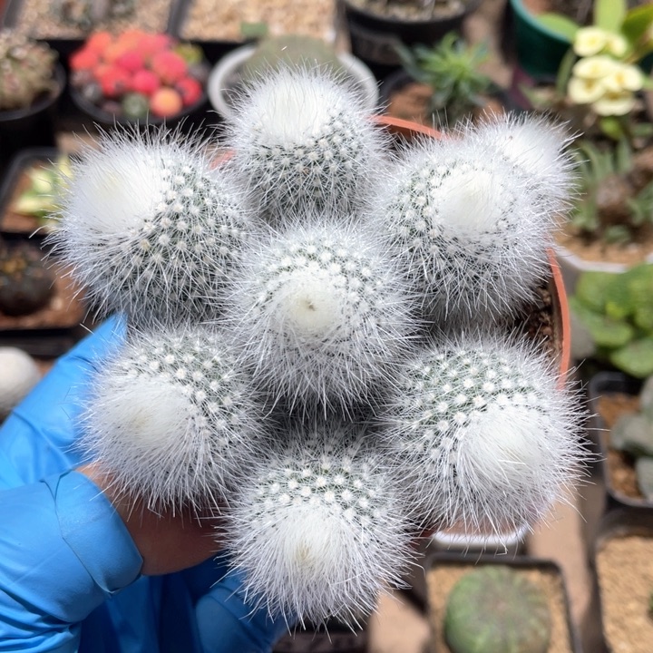 小***画579实生多头白雪公主