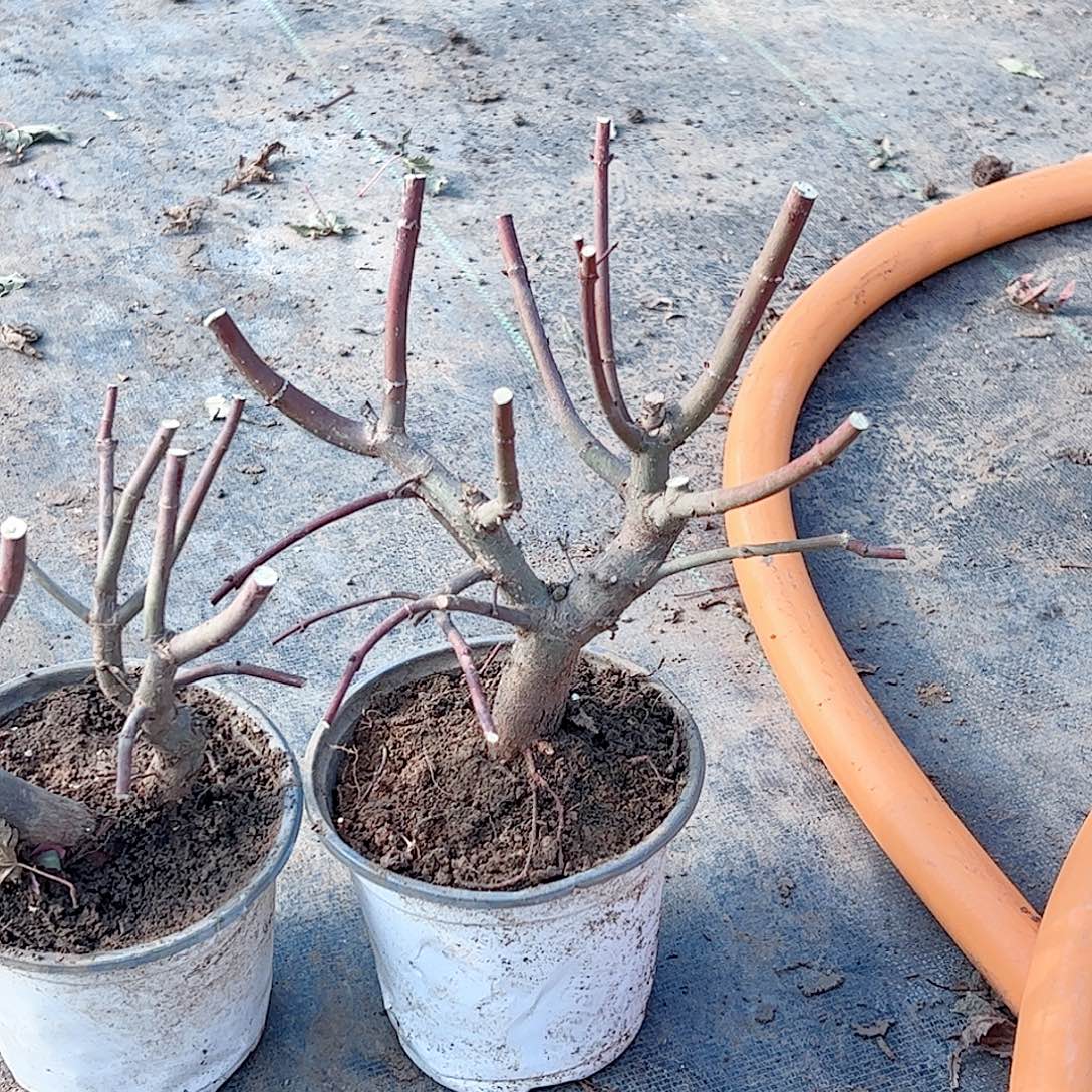 三***转无花朵枫树……枫树