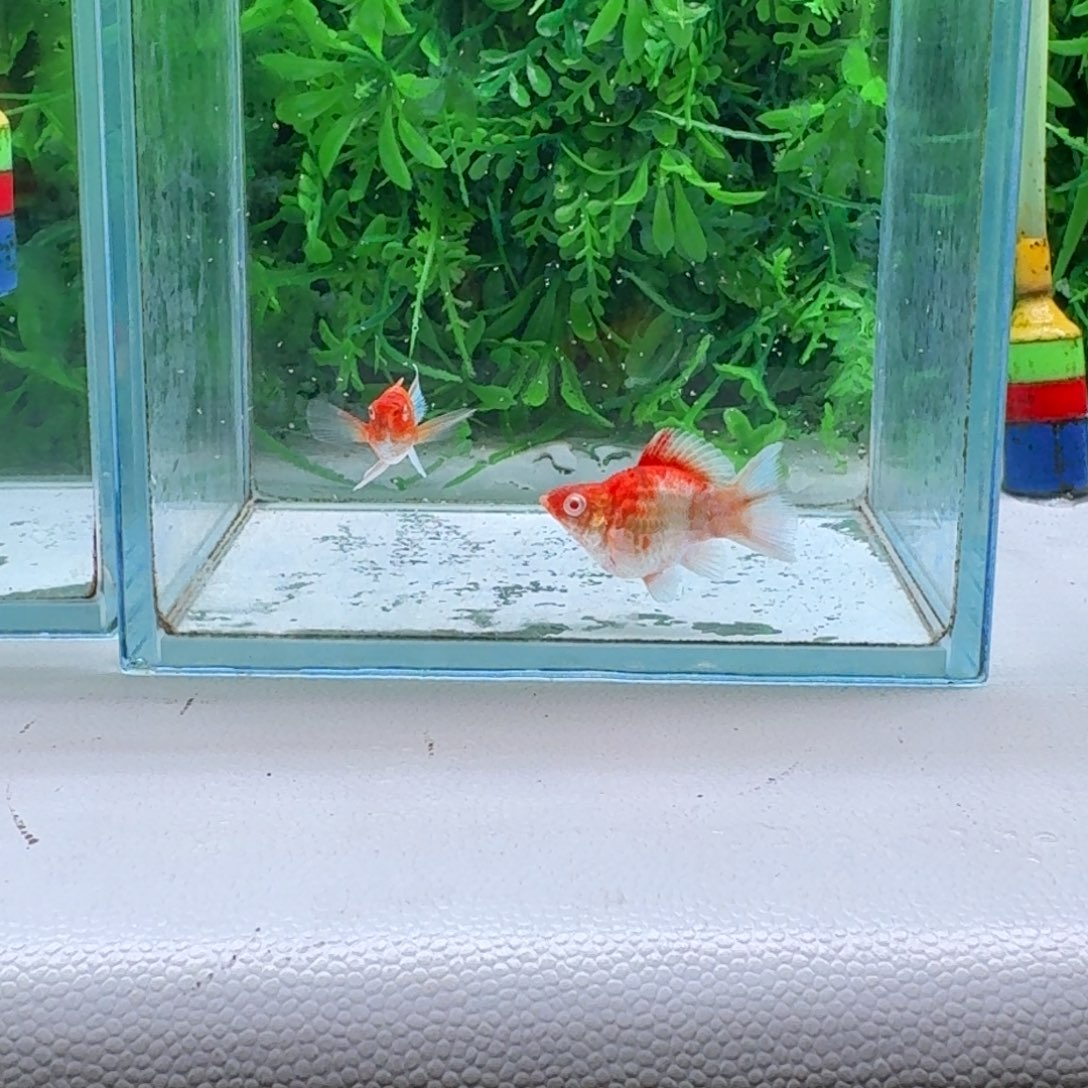 黑玛丽鱼82号玛丽2条