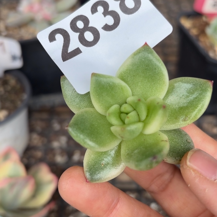 头盖锦多肉植物满18包邮当场凑单
