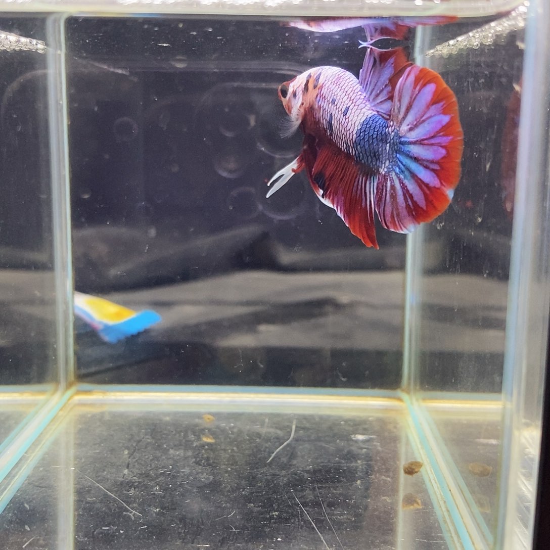 斗鱼泰国进口精品斗鱼