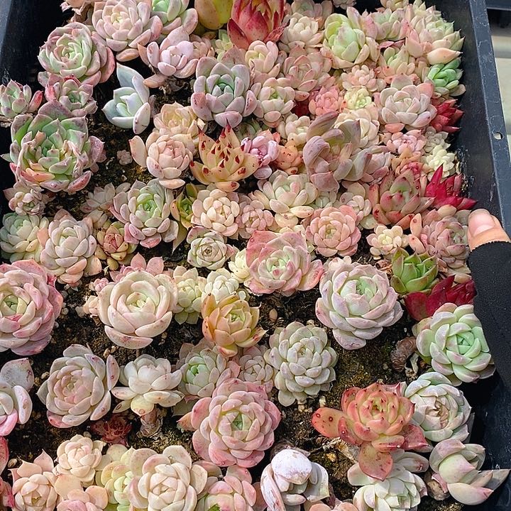 97 多肉植物盆栽花卉植物