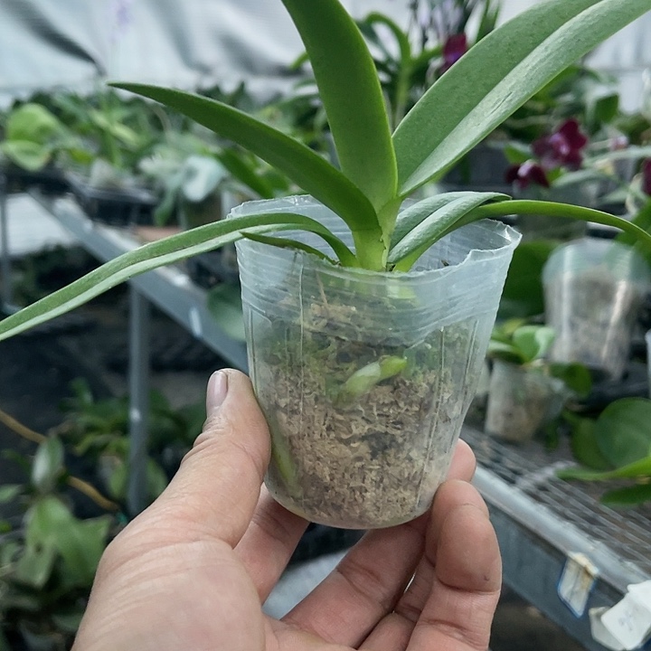 当前无花栽培后可以开花白猫