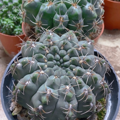 两盆分哦花玉仙人球25米