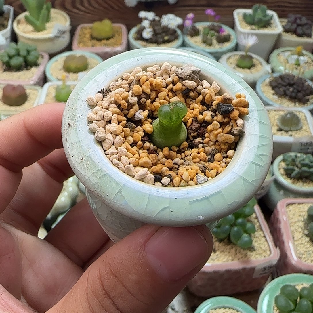 4158--一物一拍 带盆葫芦园艺