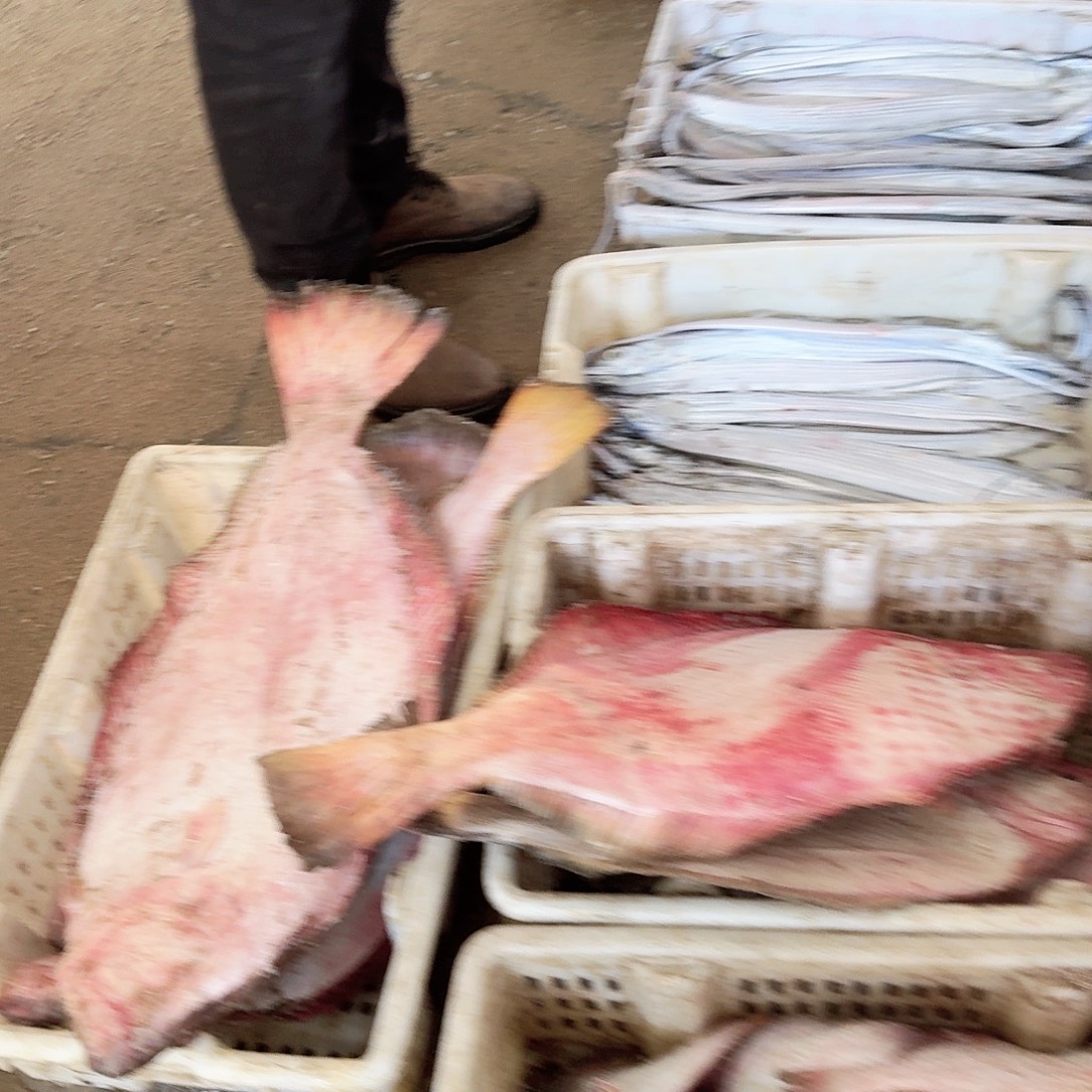 中国大陆渤海湾黑眼野生刀鱼