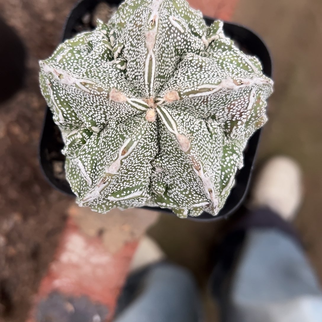 小***小实生鸾凤玉一物一拍