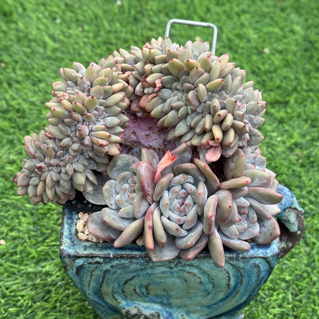 星影缀化 整板带朵朵 多肉植物 一物一拍