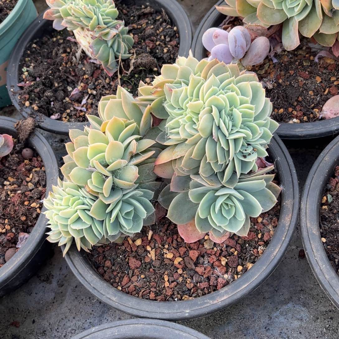 当前无花朵，栽培后可花朵星哪塔缀化