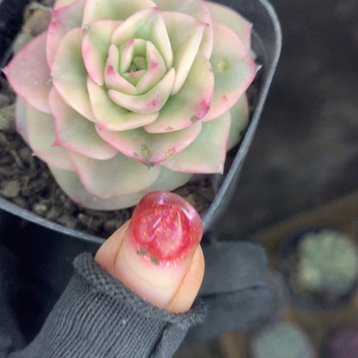 蜡牡丹 锦 处理   （满9.99包邮不满9.99发空盆）