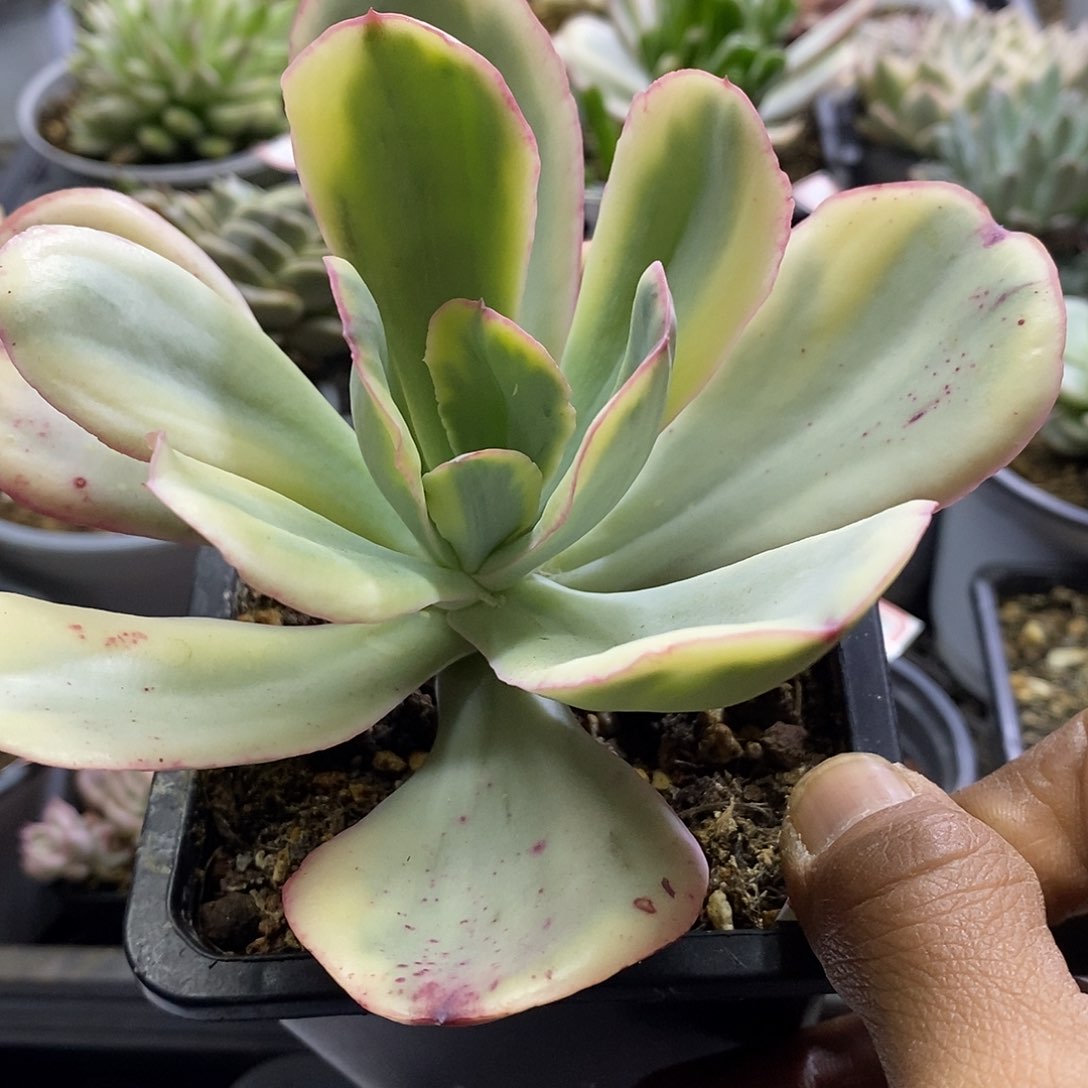 1284 大瑞蝶覆轮锦