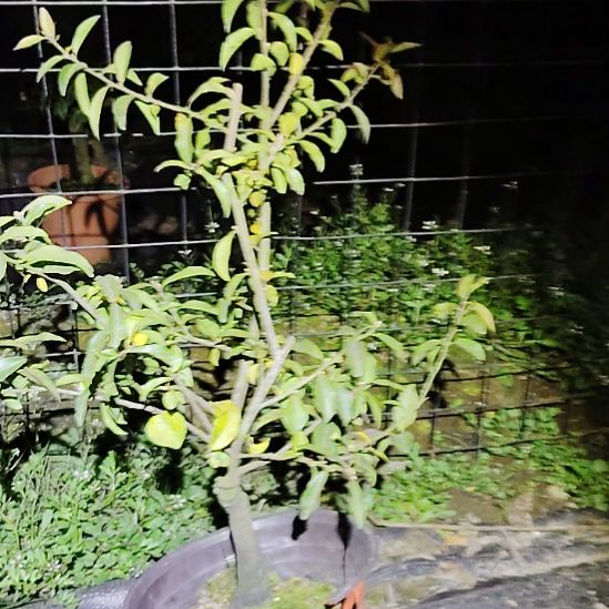 完全开放金弹子品种