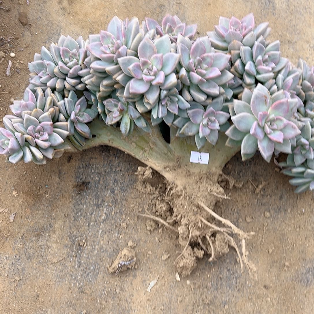 诗***方15号淡雪缀化一物一拍