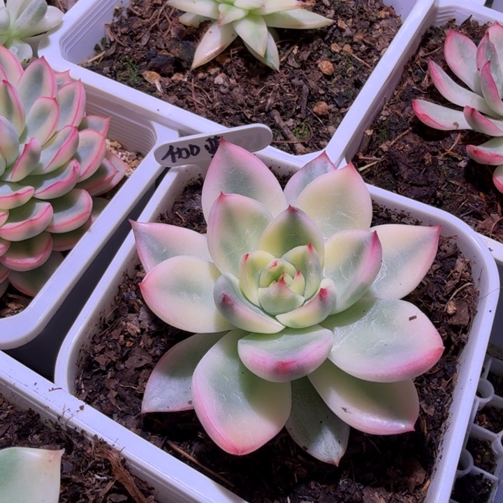 迦蓝锦多肉植物一物一拍