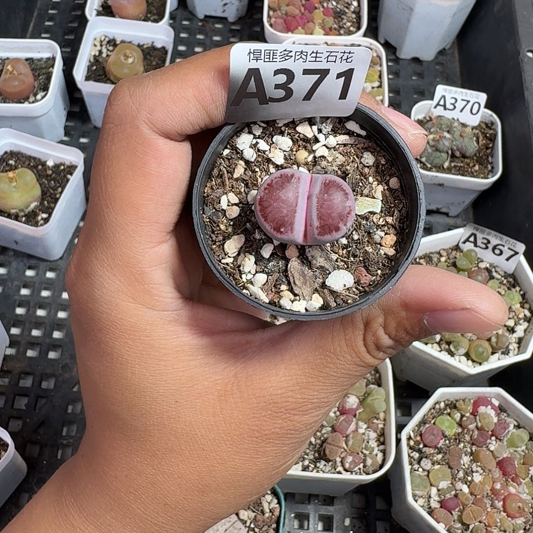 371多肉植物多肉植物