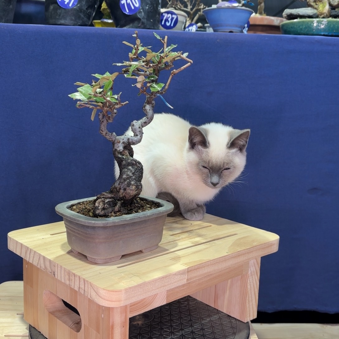 小***蜂全场盆景702好糊涂子