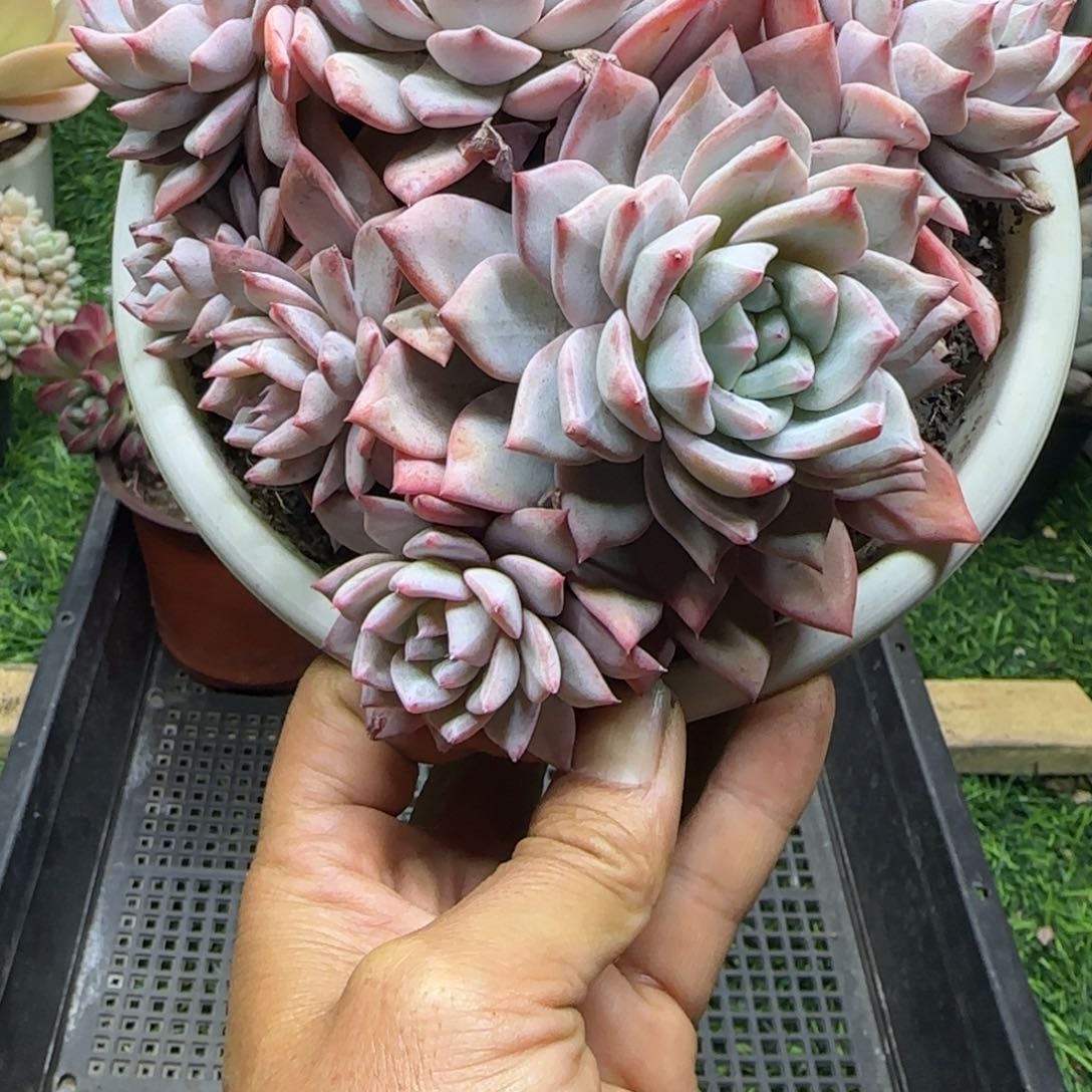 锦安精品多肉植物编号265