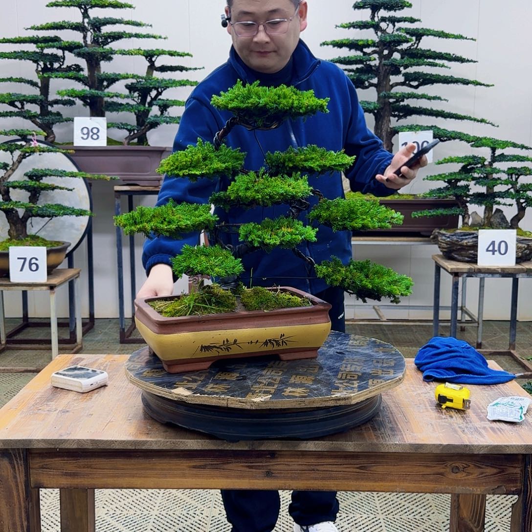 无花朵柏树造型盆景