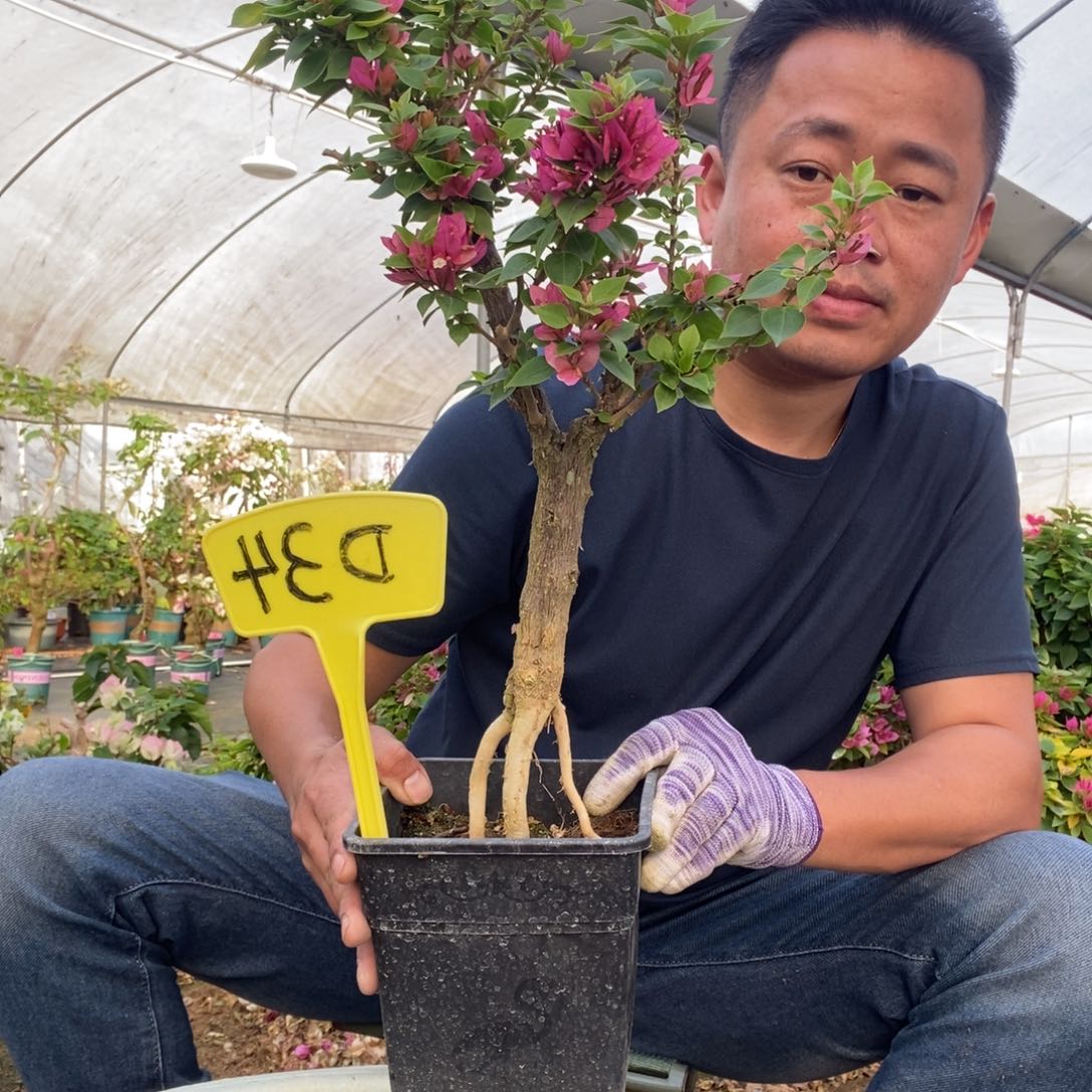 岁**好三角梅塔紫D34