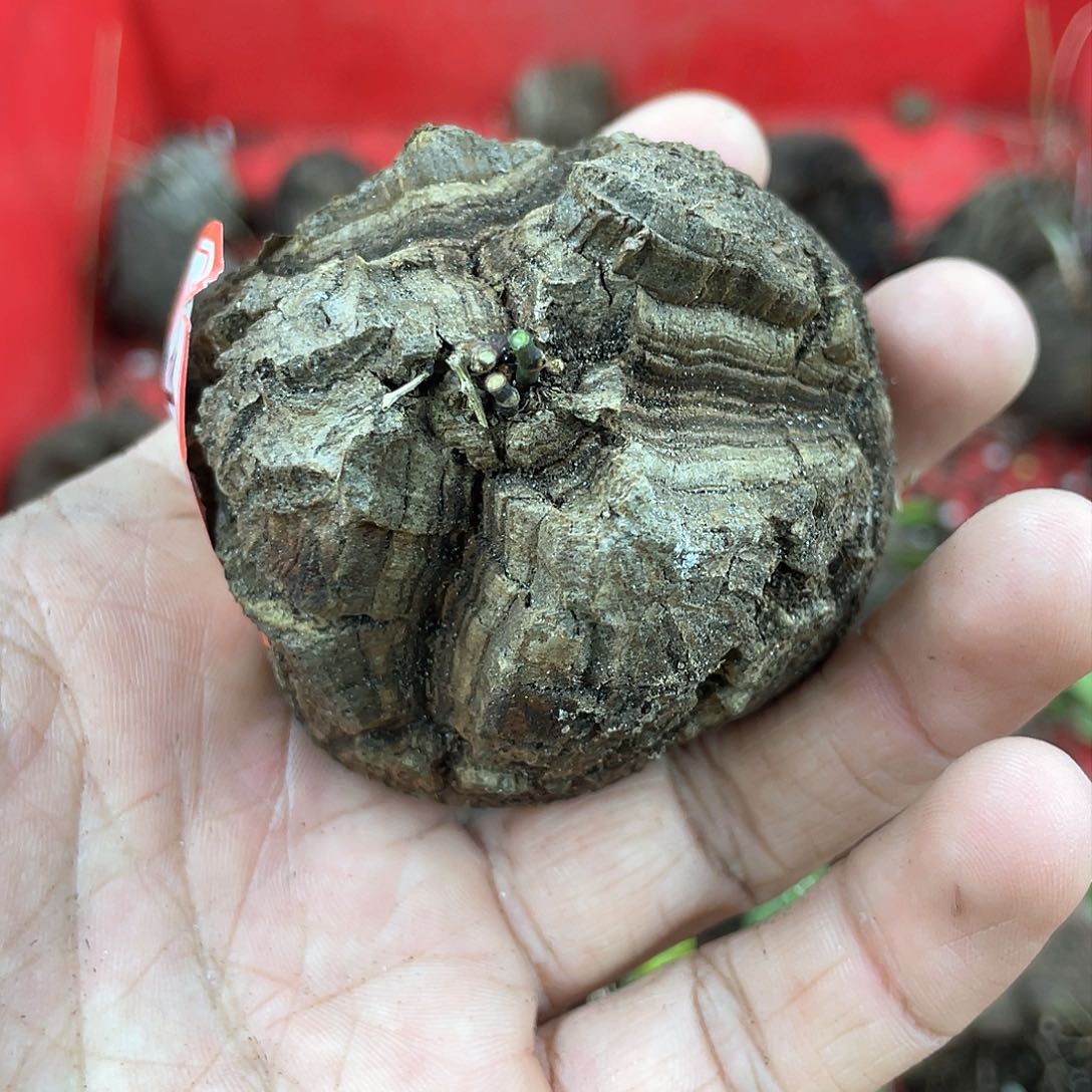 龟甲龙一物一拍1797号