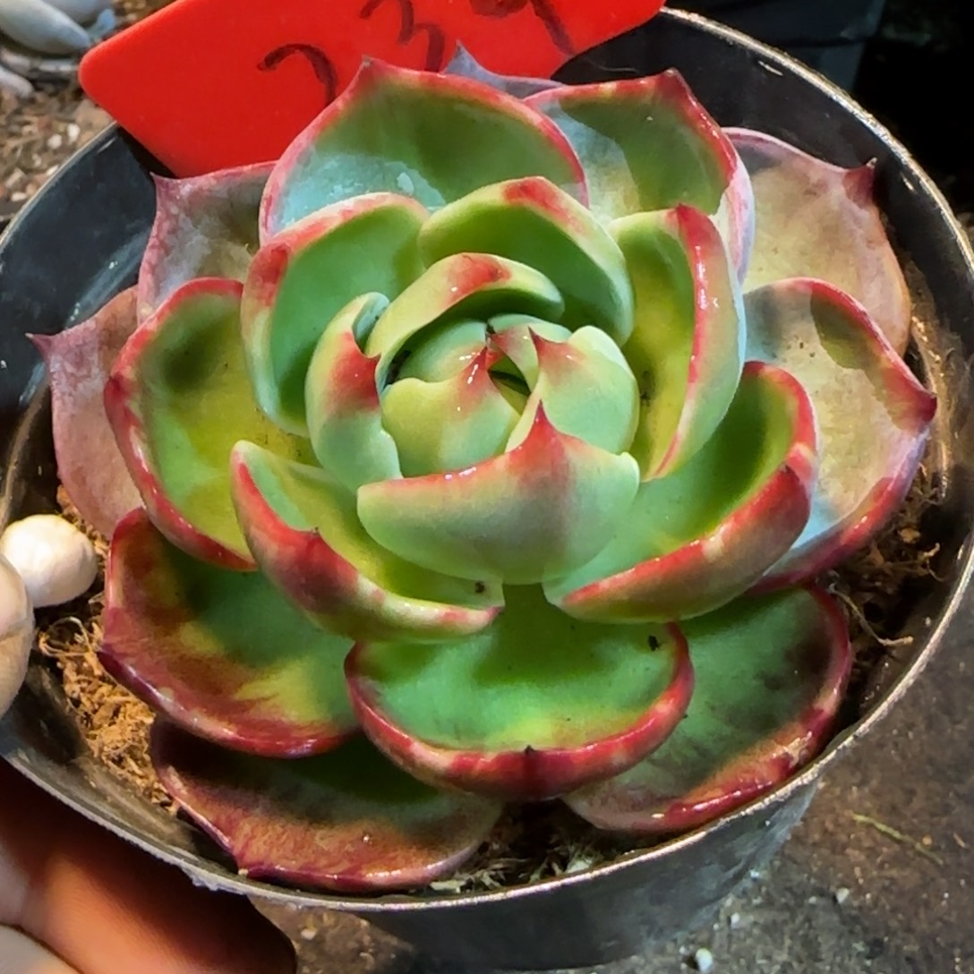 惊鸿一物一拍包装收缩花旱239