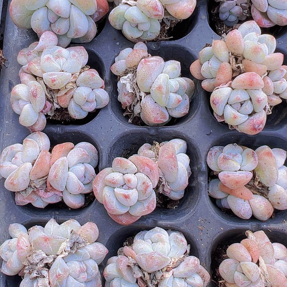 冰玉群苗5颗19包邮多肉植物