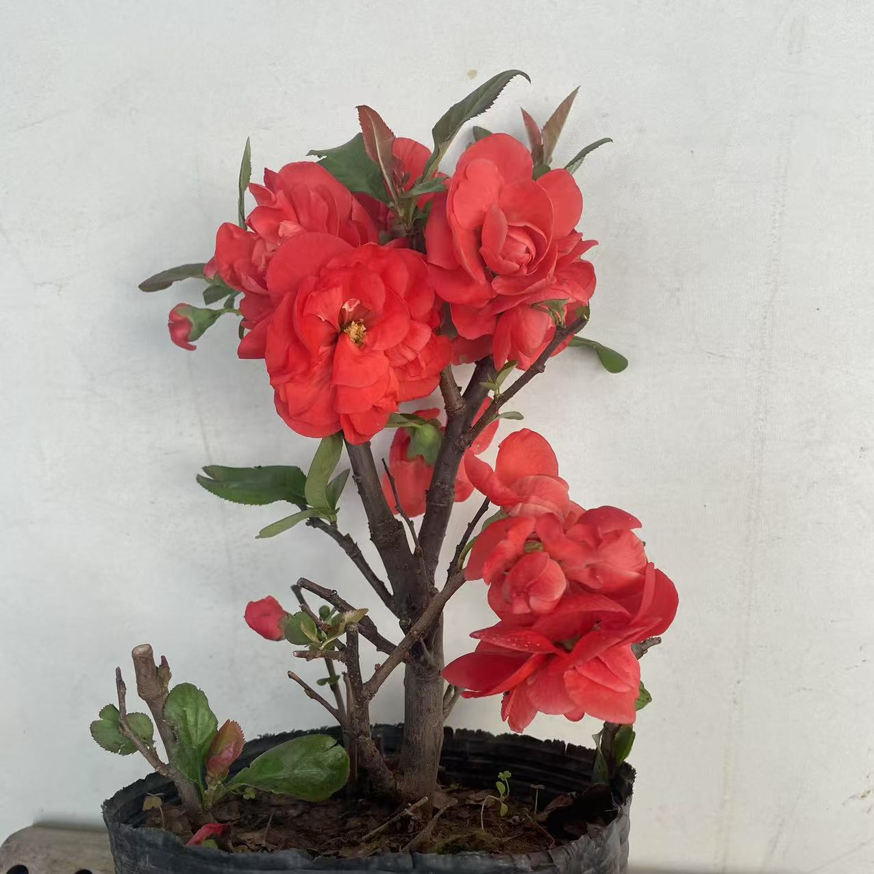 海棠花盆栽土球发货