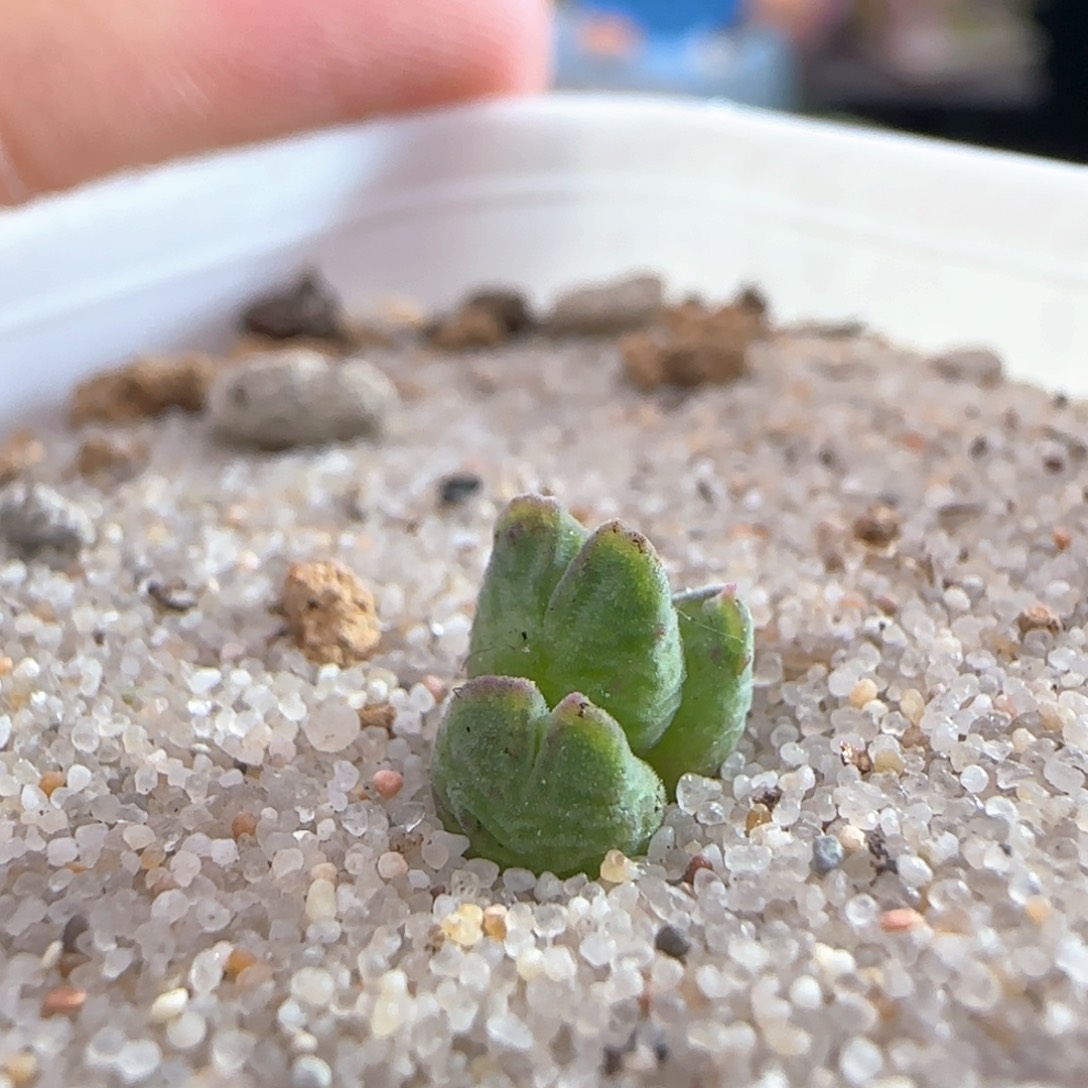 1306/arm985猪蹄宝宝/