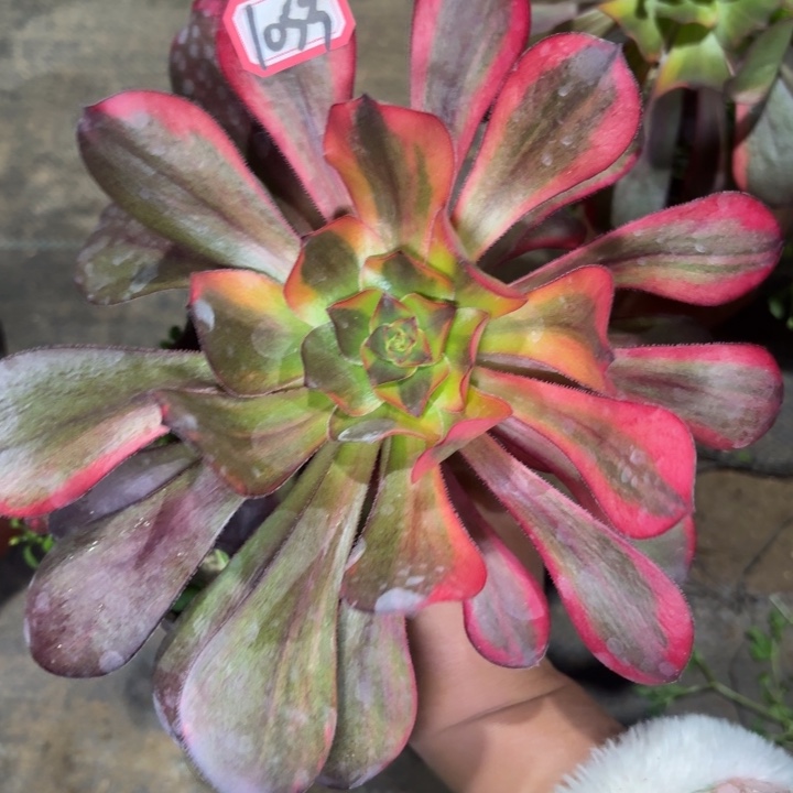 一物一拍法师巫独1053