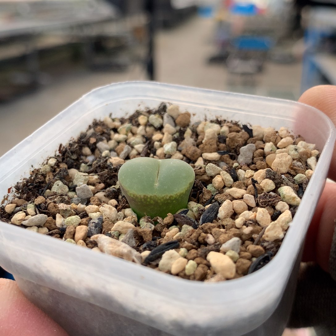 2905安格尼斯一颗