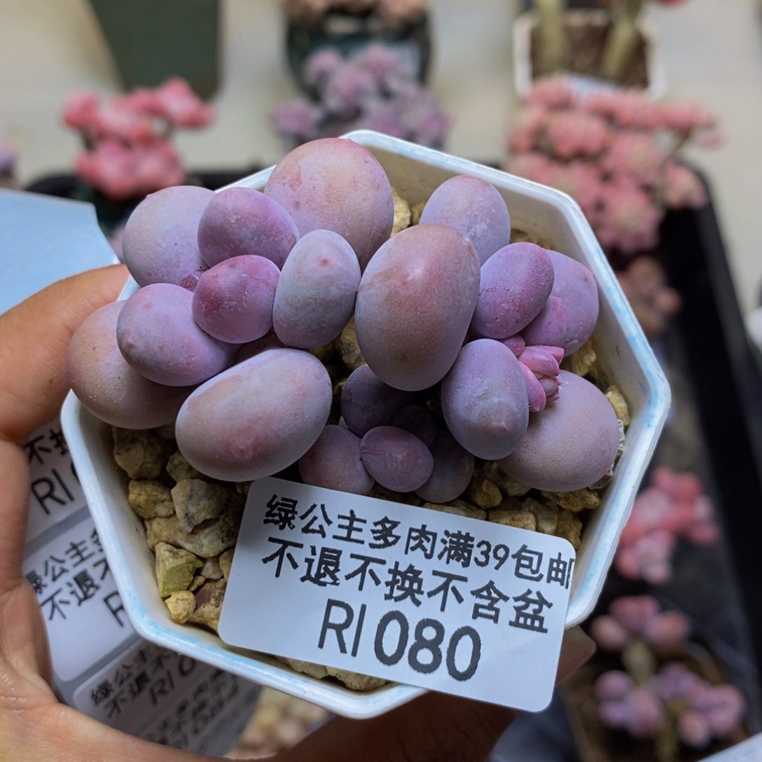 080糖豆奶多肉3cm