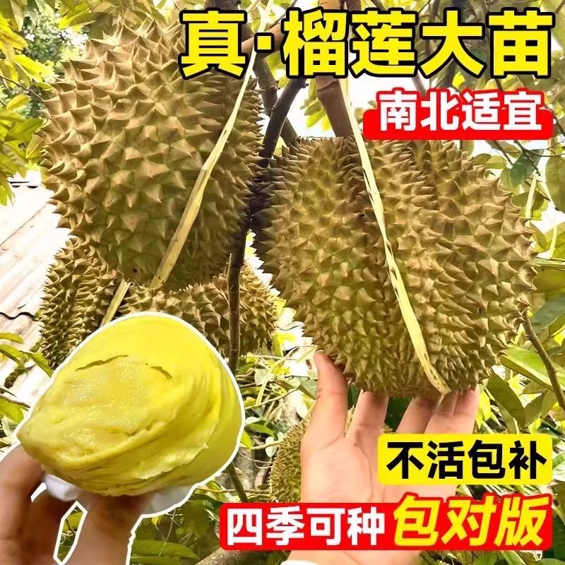 S榴莲盆栽/耐寒品种南方北方种植金枕猫山王当年结果A
