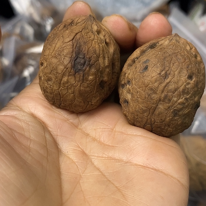 核桃云南铁核桃基地14