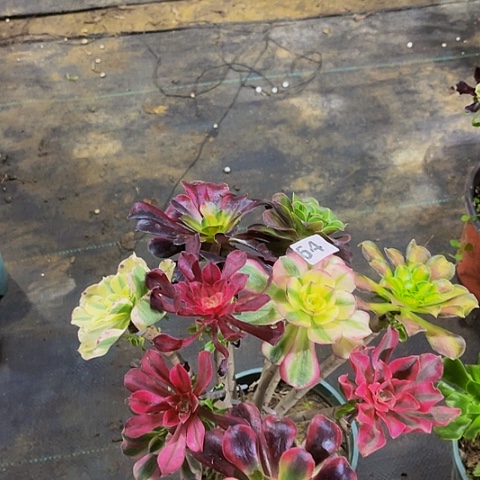 法师嫁接的时候法师64