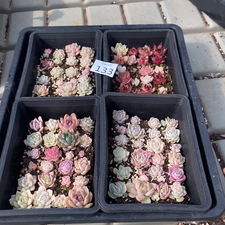 133 多肉植物盆栽花卉