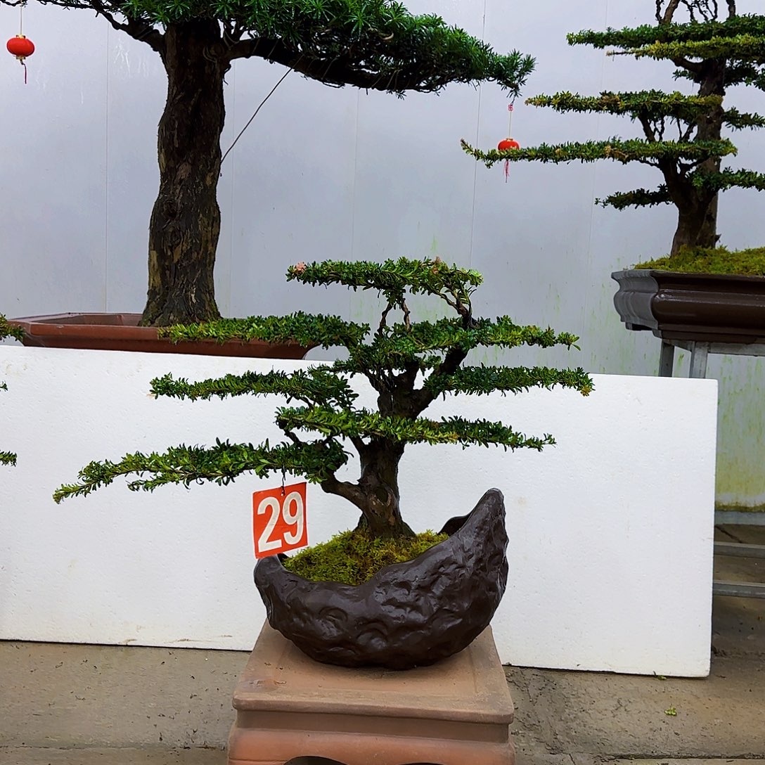 无花朵罗汉松盆景