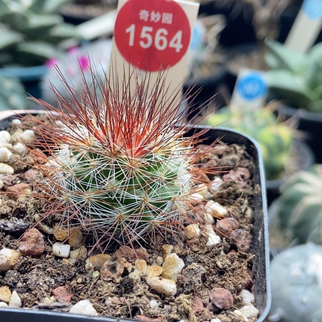 实生狂刺马库斯一棵仙人球