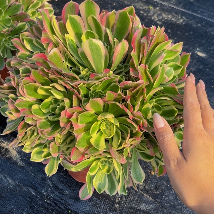 捧花白凤多肉植物捧花的