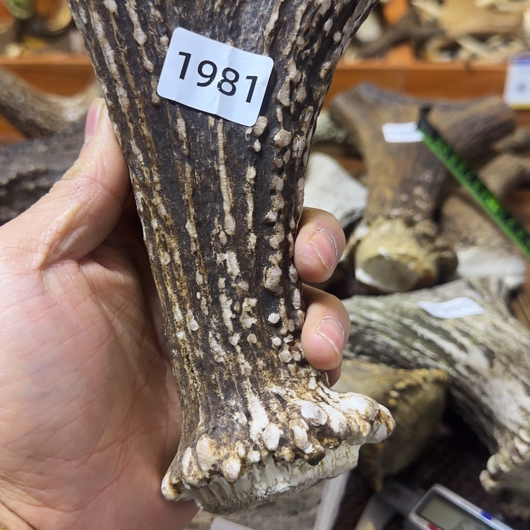 手串/手链鹿骨弹弓料1981