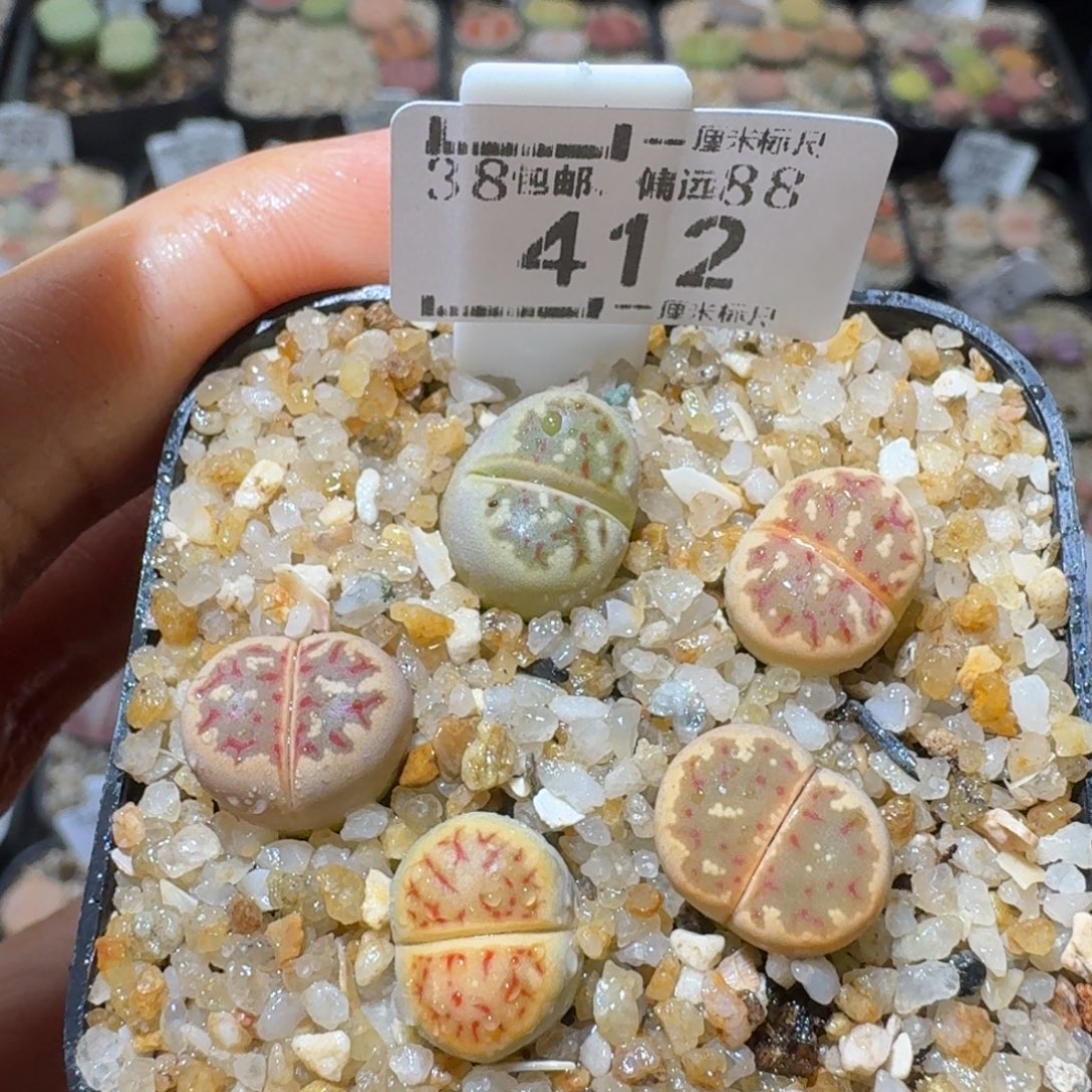 Sss精品便宜出412