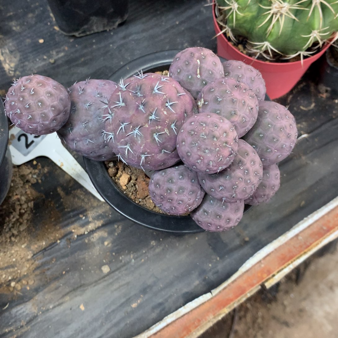 开播福利仙人球仙人球