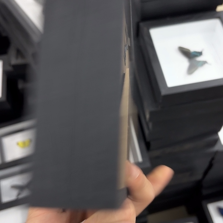 蝴蝶标本定制版097