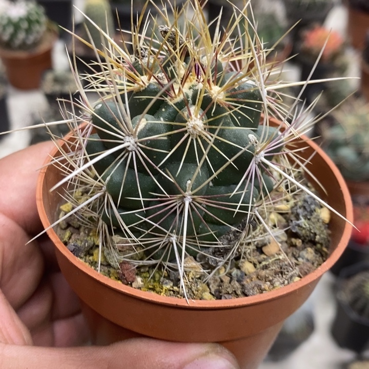 实生中号大统领特价