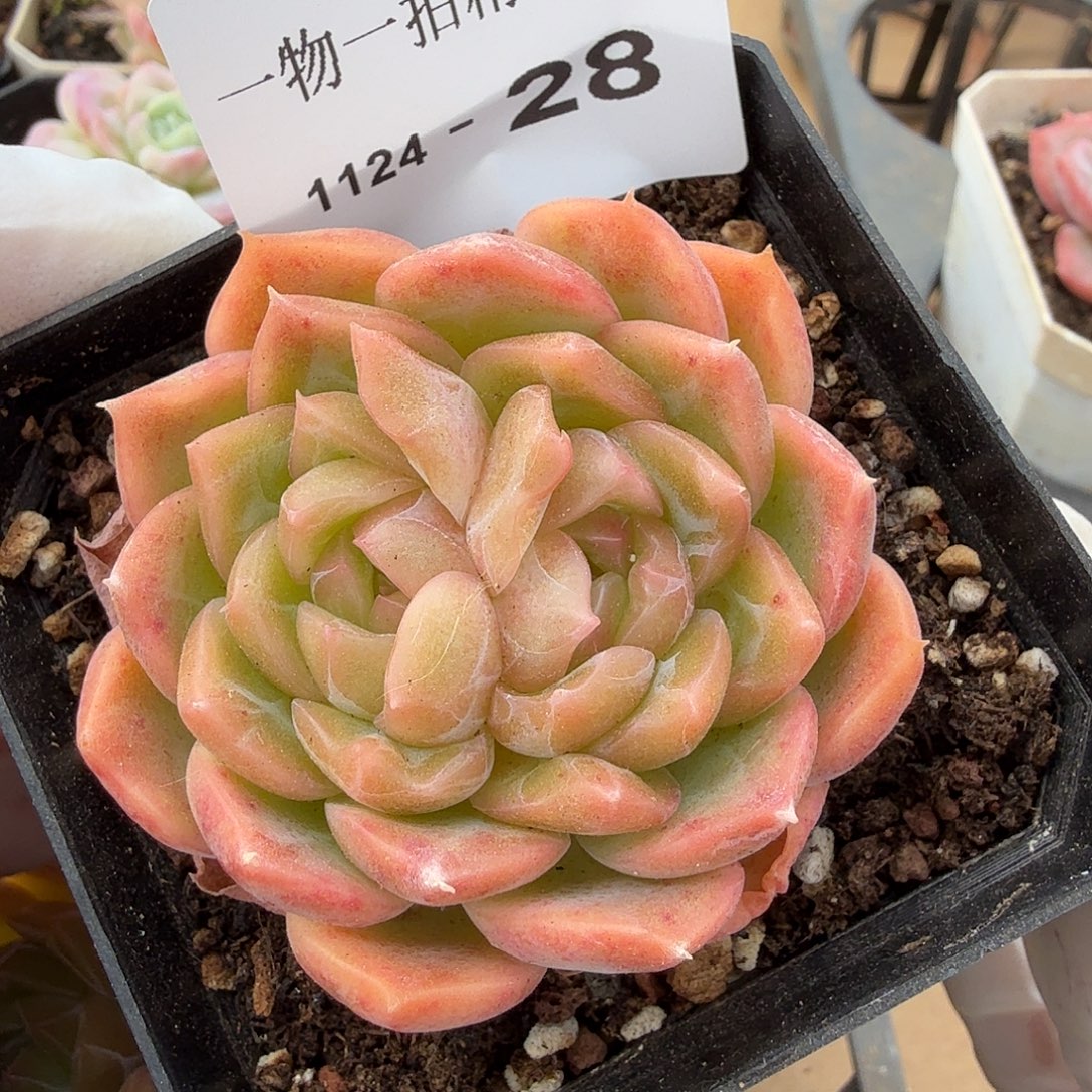 1124-28单颗多肉，