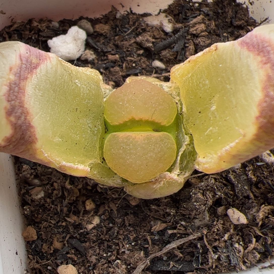 0467号风铃 多肉植物